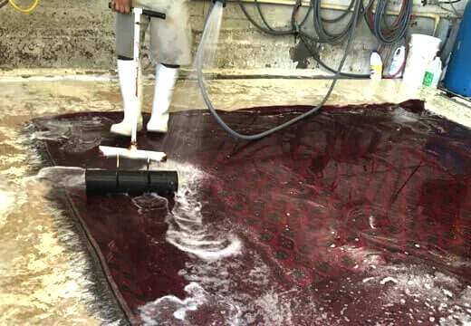 Pet Odor & Stain Removal